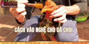 Vào nghệ cho gà chọi