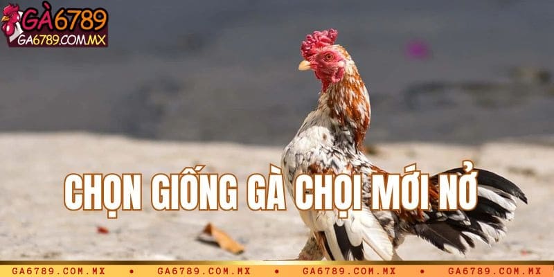 Chọn giống gà chọi mới nở