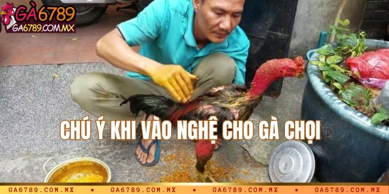 Chú ý khi tiến hành vào nghệ cho gà chọi