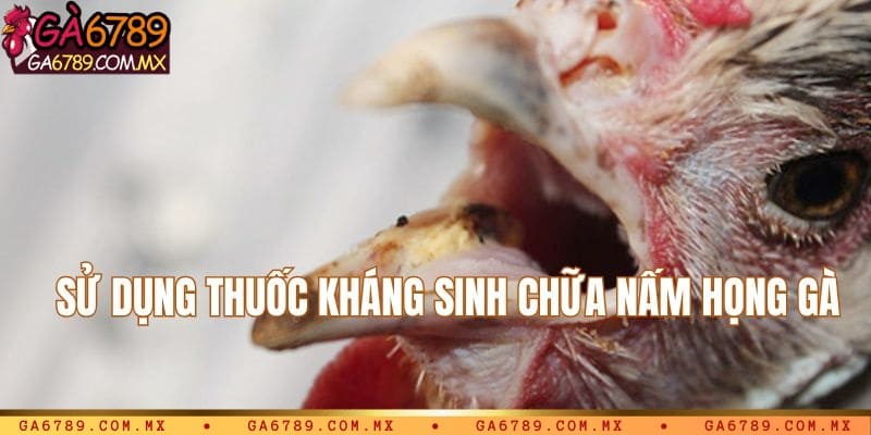 Chữa nấm họng gà qua thuốc kháng sinh