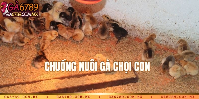 Chuồng nuôi gà chọi con