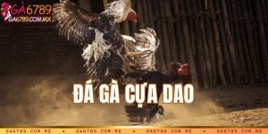 Đá gà cựa dao