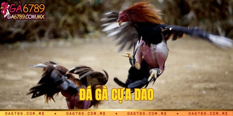 Đá gà cựa dao