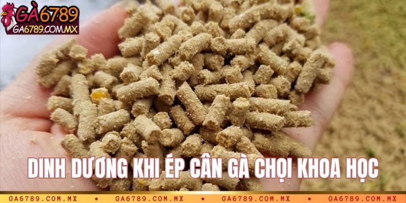 Dinh dưỡng cho gà chọi khi ép cân