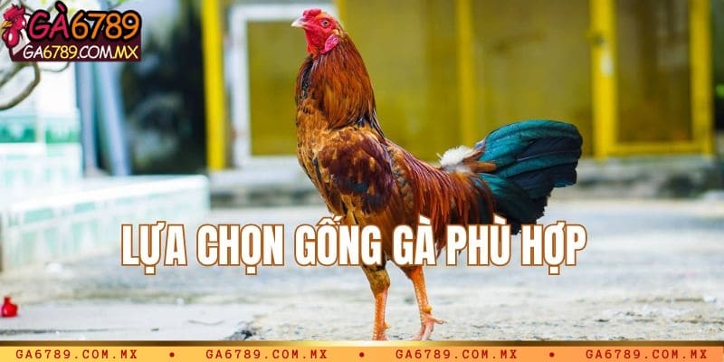 Lựa chọn giống gà phù hợp tăng tỷ lệ sống sót