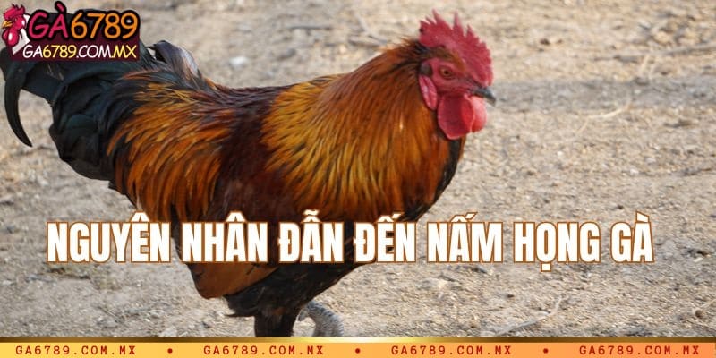 Nguyên nhân dẫn đến nấm họng tại gà