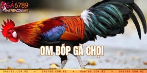 Om bóp gà chọi