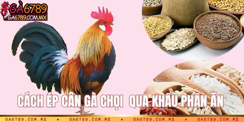 Sử dụng khẩu phần ăn