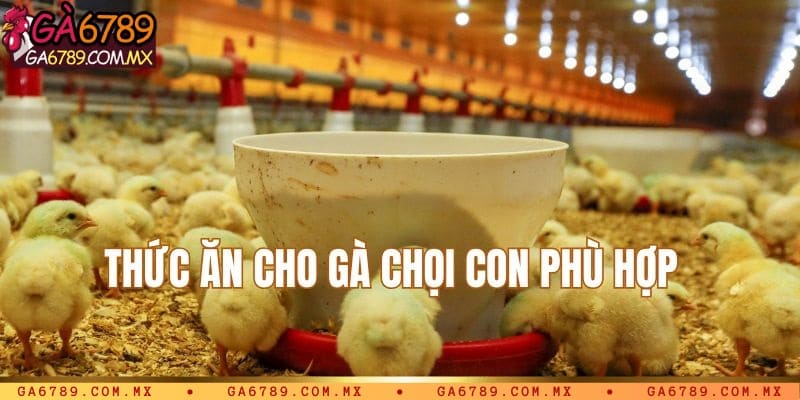 Sử dụng thức ăn phù hợp khi nuôi gà chọi mới nở