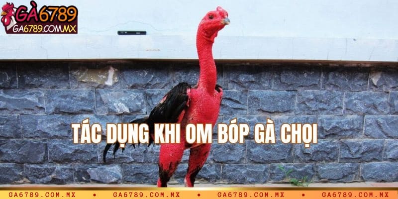 Tác dụng khi thực hiện om bóp gà chọi