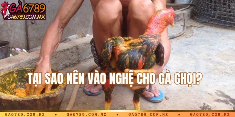 Tại sao nên chọn vào nghệ cho gà chọi