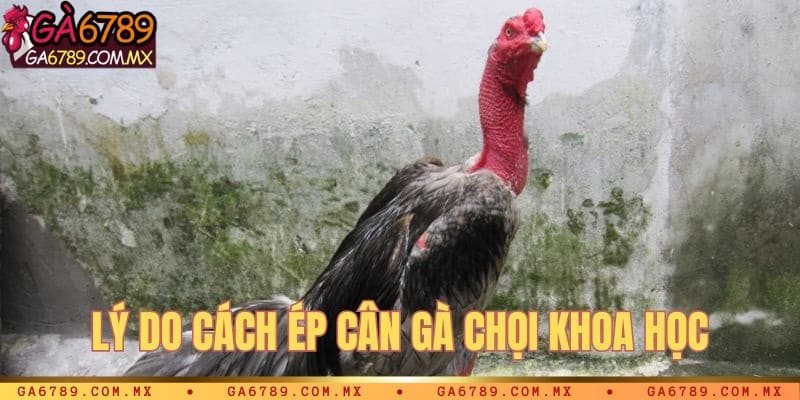 Tại sao nên ép cân gà chọi khoa học?