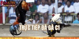 Trực tiếp đá gà C1