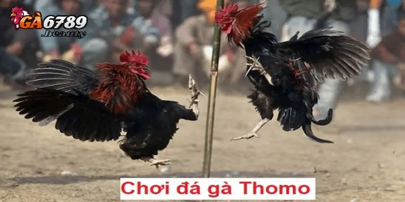 Đá gà Thomo hôm nay với những tính năng và ưu điểm nổi bật