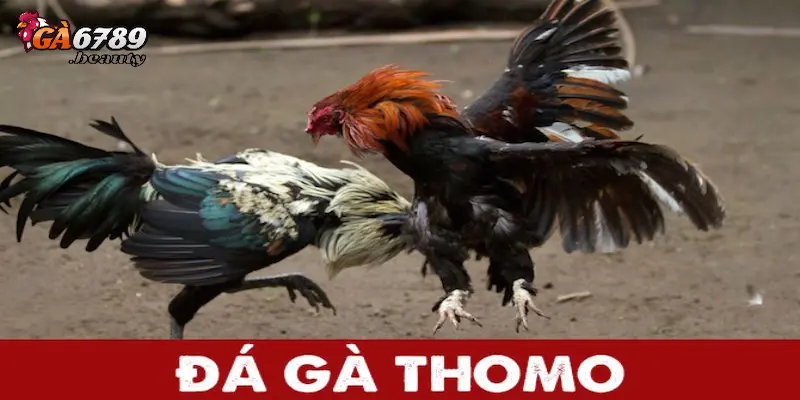 Những kinh nghiệm tham gia đá gà Thomo hôm nay được nhiều cao thủ và chuyên gia áp dụng